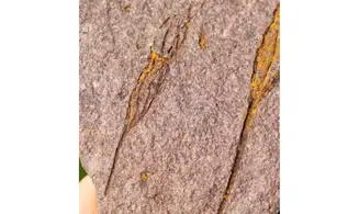 ASCOCYSTITES
