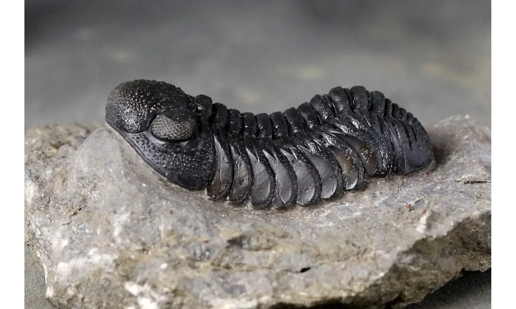 Morocops ovatus