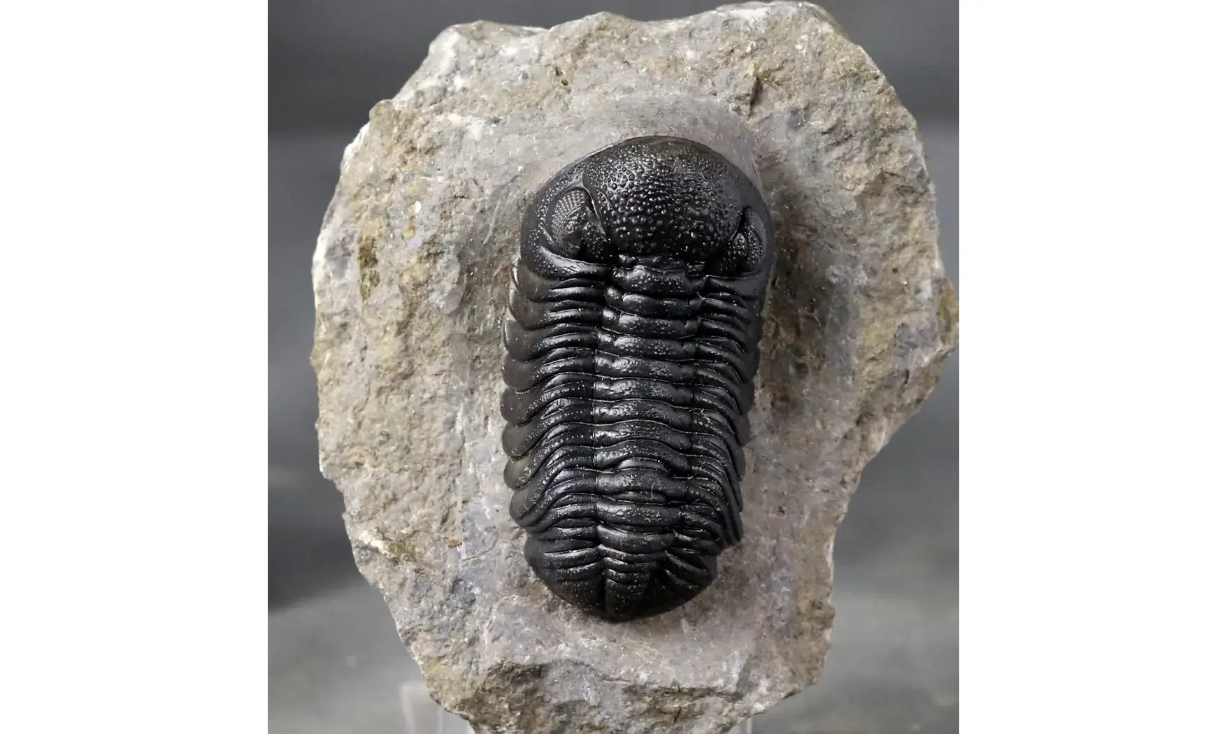 Morocops ovatus