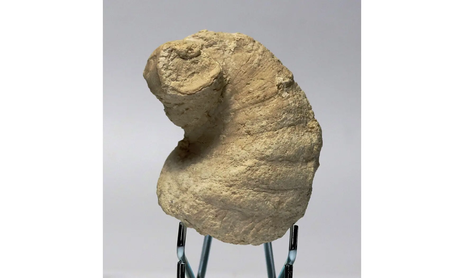 Toucasia carinata