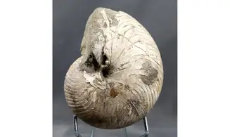 Cymatoceras sakalavus