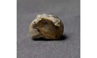 AMPHIDONTE BOUSSINGAULTI