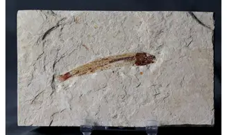 Hakeliosomus hakelensis