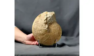 Macrocephalites macrocephalus