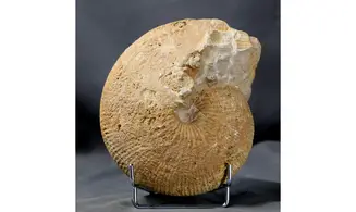 Macrocephalites macrocephalus