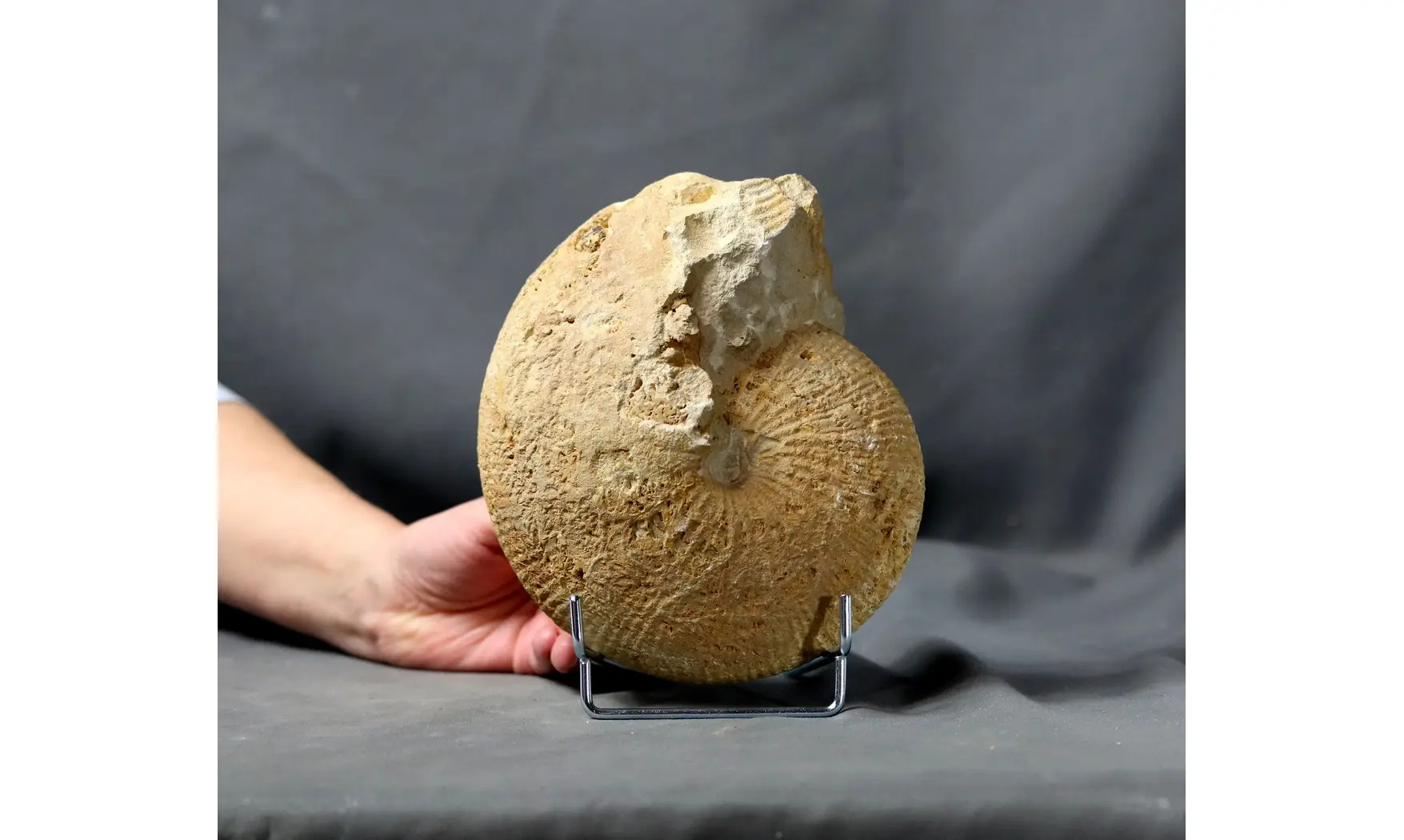 Macrocephalites macrocephalus