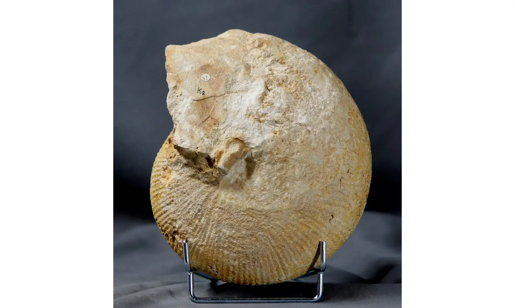 Macrocephalites macrocephalus