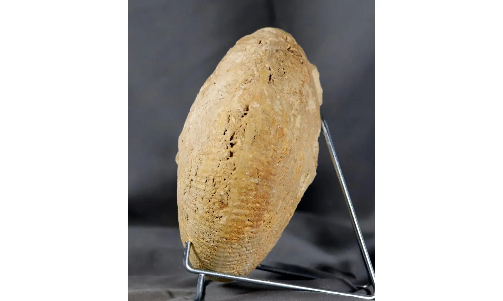 Macrocephalites macrocephalus