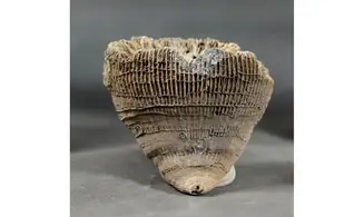 Placosmilia vidali