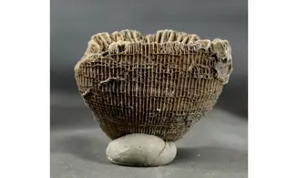 Placosmilia vidali