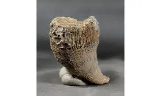 Placosmilia vidali