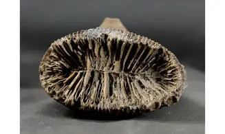 Placosmilia vidali