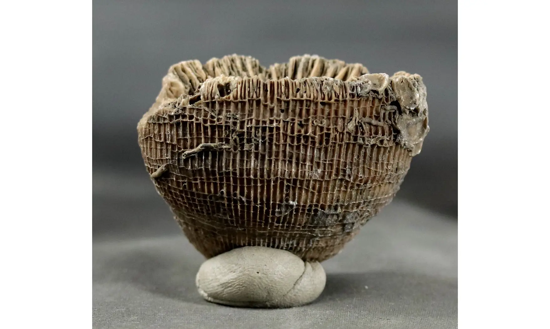 Placosmilia vidali