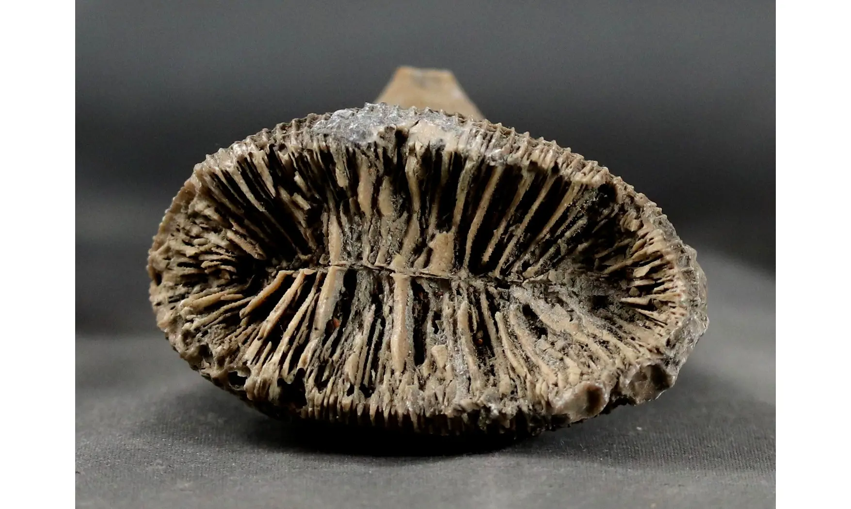 Placosmilia vidali