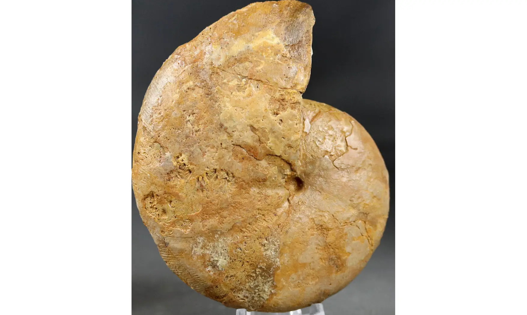 Phylloceras heterophyllum