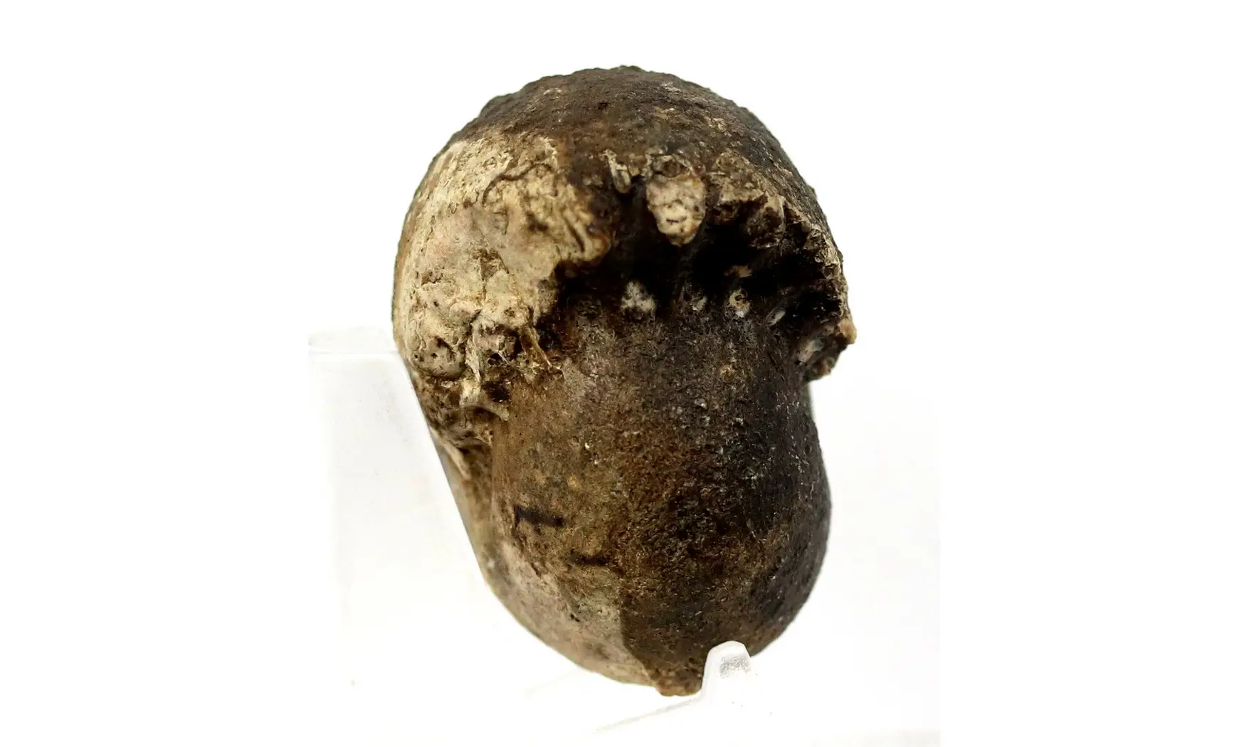 Paracladiscites indicus