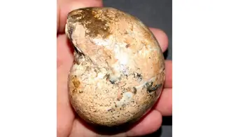 PARACLADISCITES INDICUS