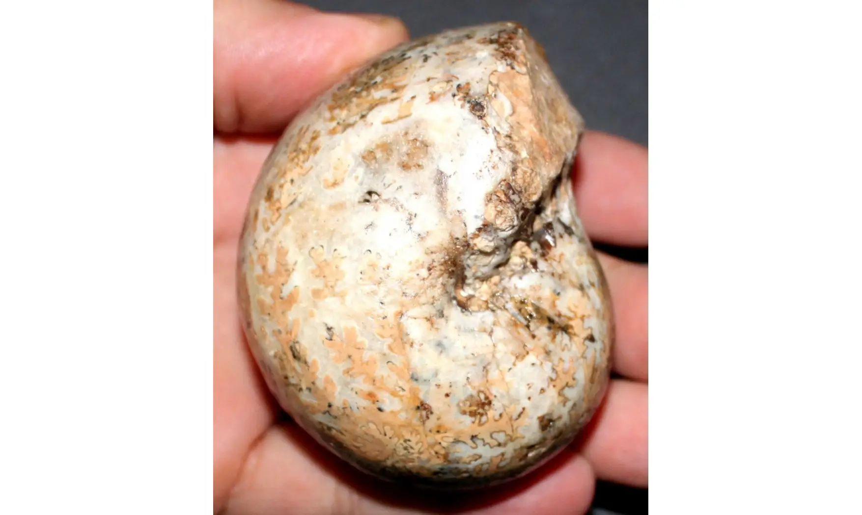 PARACLADISCITES INDICUS