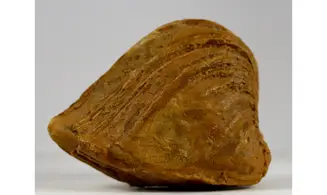 Roudairia Inetrmedia