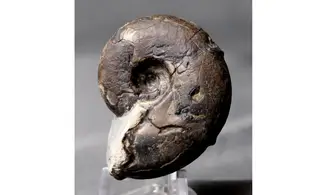 Sowerbyceras tortisulcatus