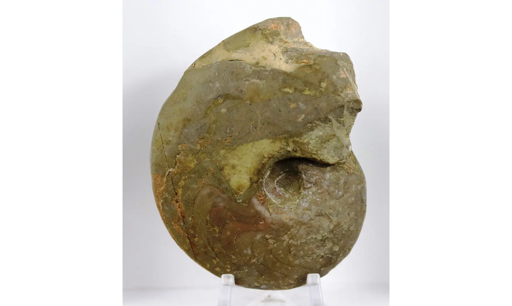 Manticoceras carinatum