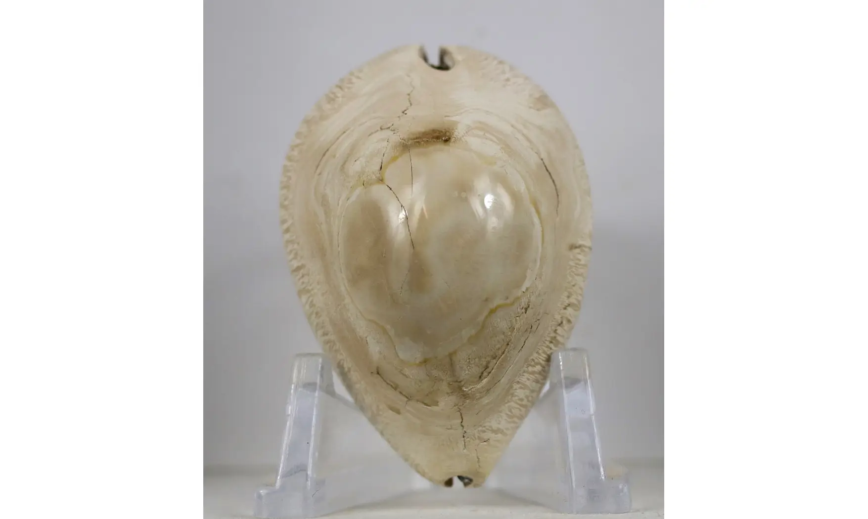 Barycypraea murisimilis