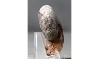 Maeneceras latilobatum