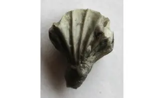 RHYNCHOTRETA AMERICANA (Hall)