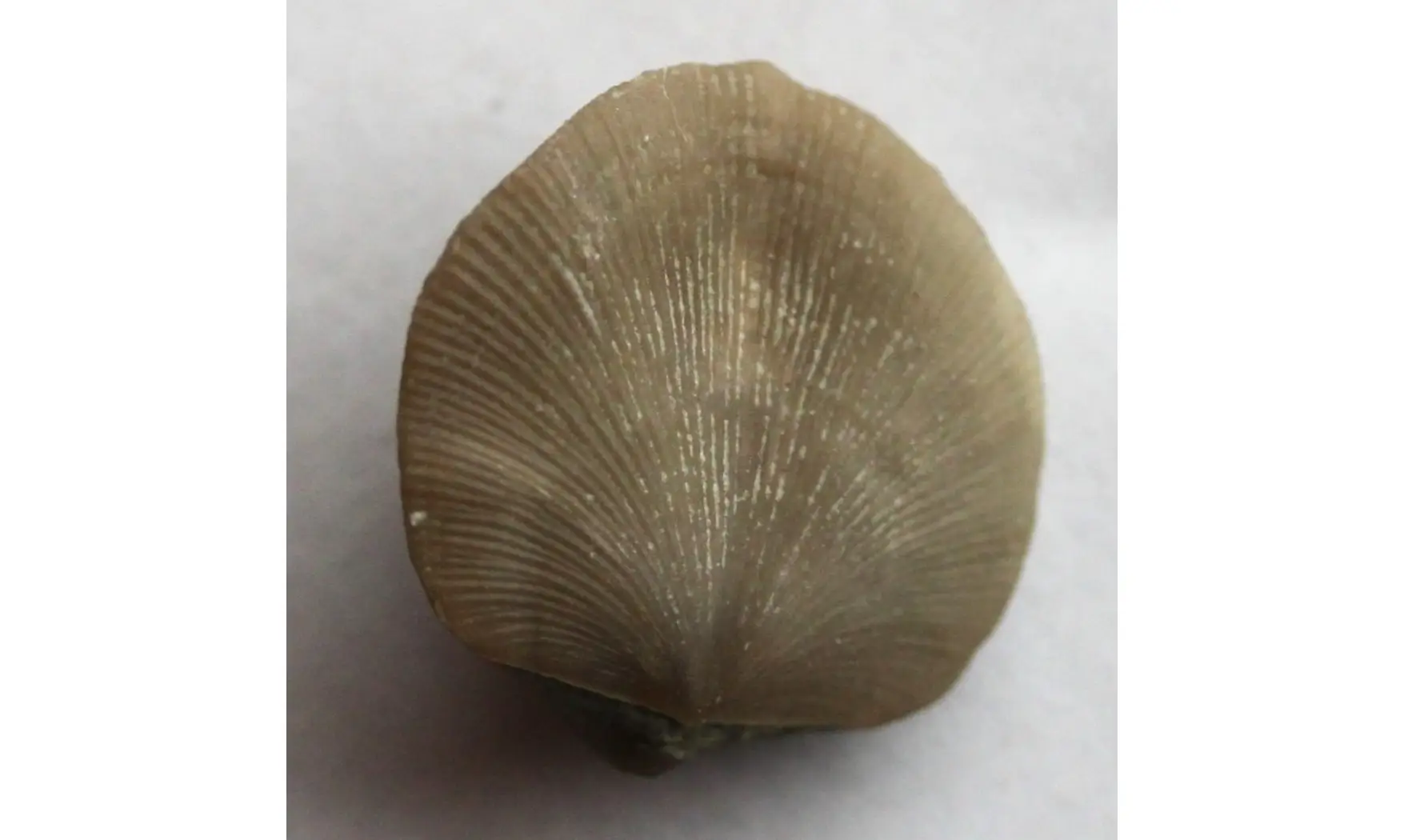 RESSERELLA ELEGANTULA (Dalman)