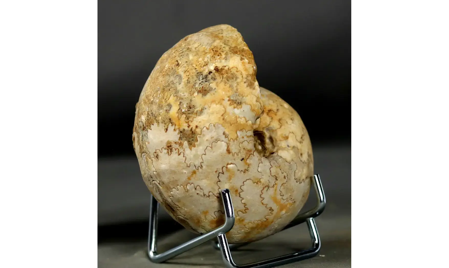Vascoceras tectiforme