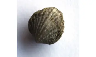 ATRYPA TENNESSEENSIS