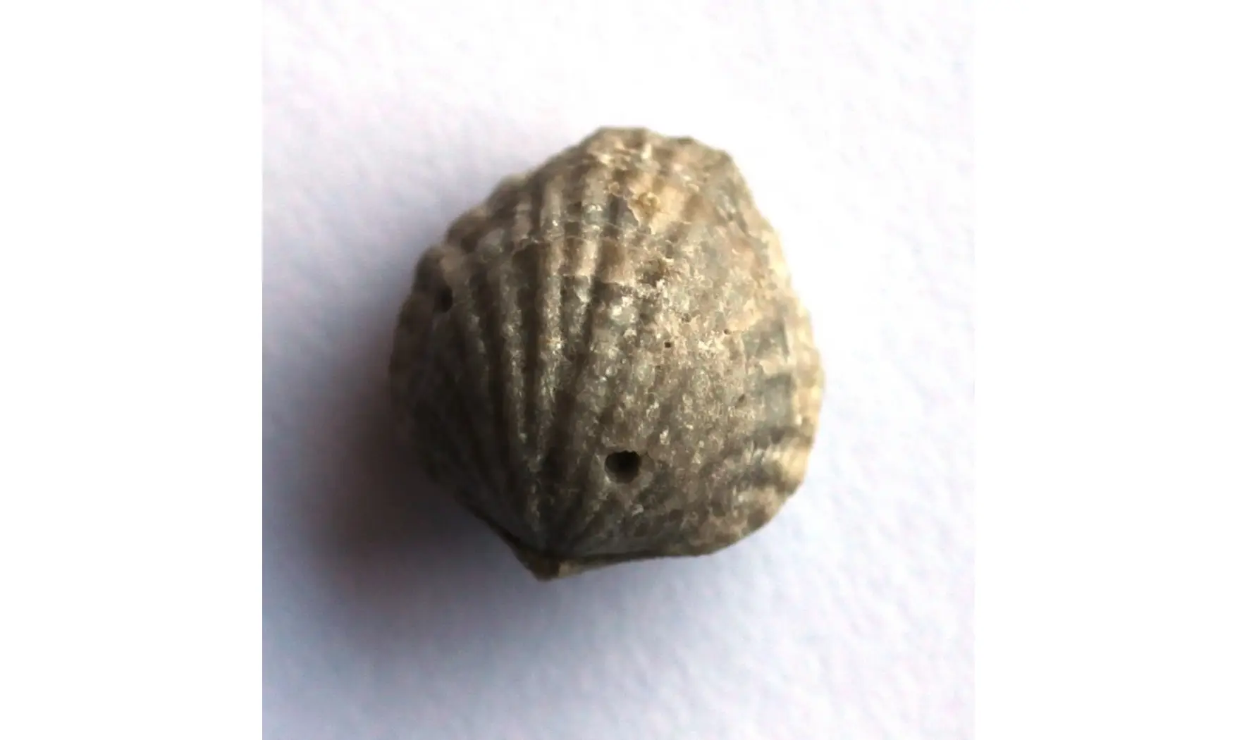 ATRYPA TENNESSEENSIS