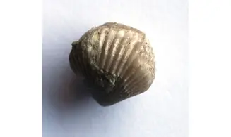 SPHAERIRHYNCHIA SAFFORDI (Hall)