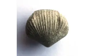 SPHAERIRHYNCHIA SAFFORDI (Hall)