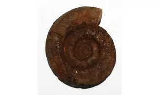 XENODISCUS VARIOCOSTATUS
