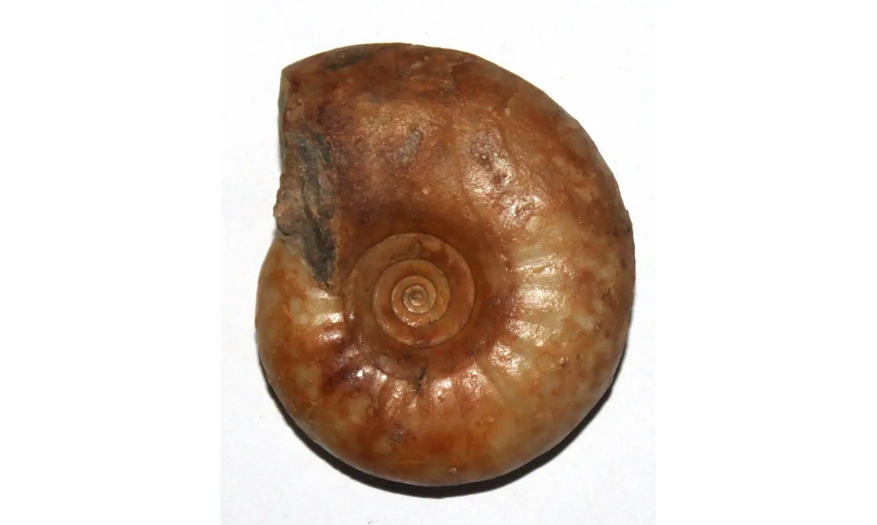 OPHICERATIDAE non det