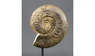 Harpoceras falciferum