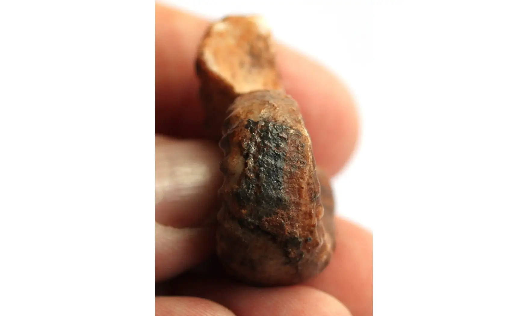 PARARHYPHAEOCERAS nautile permien