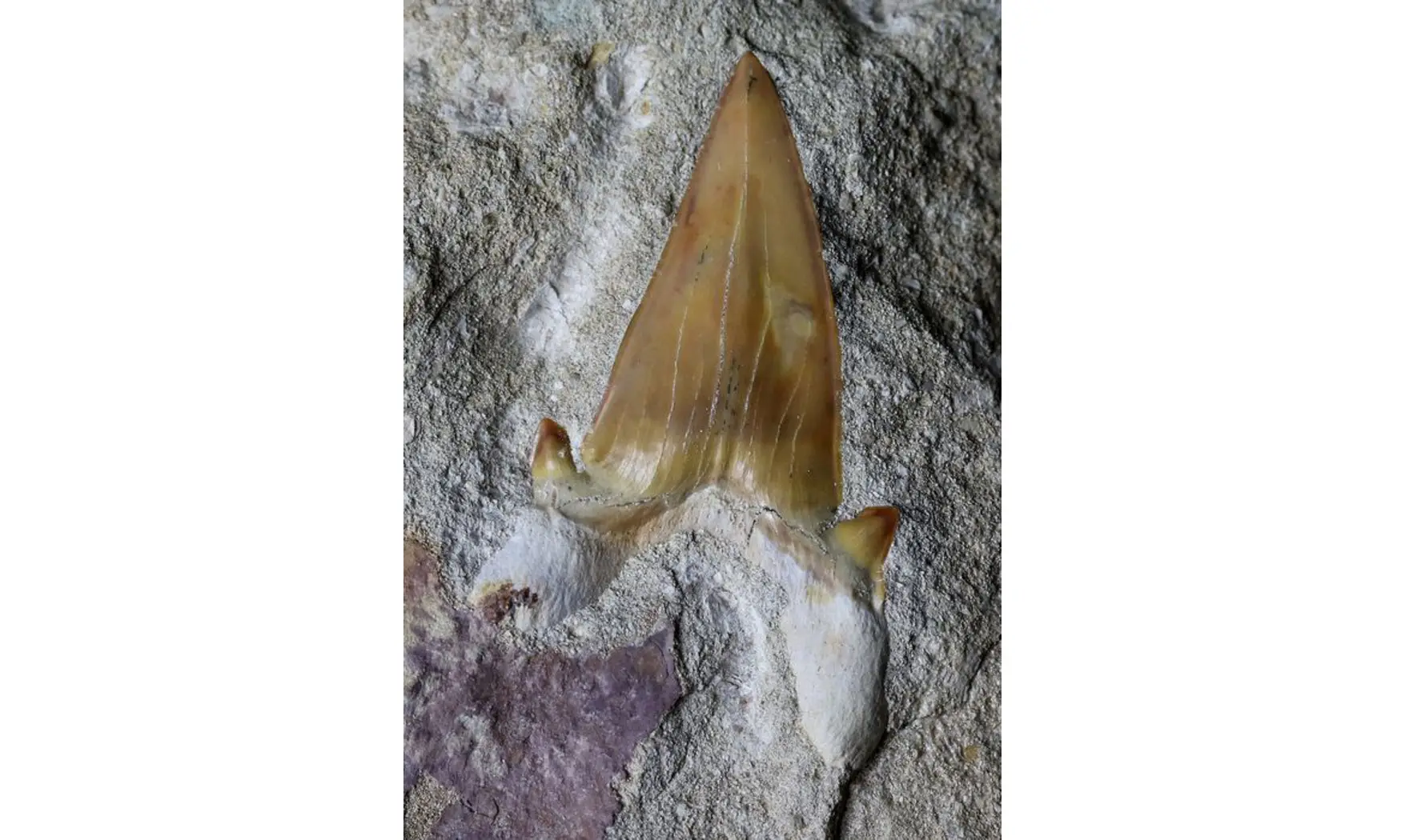 Otodus obliquus