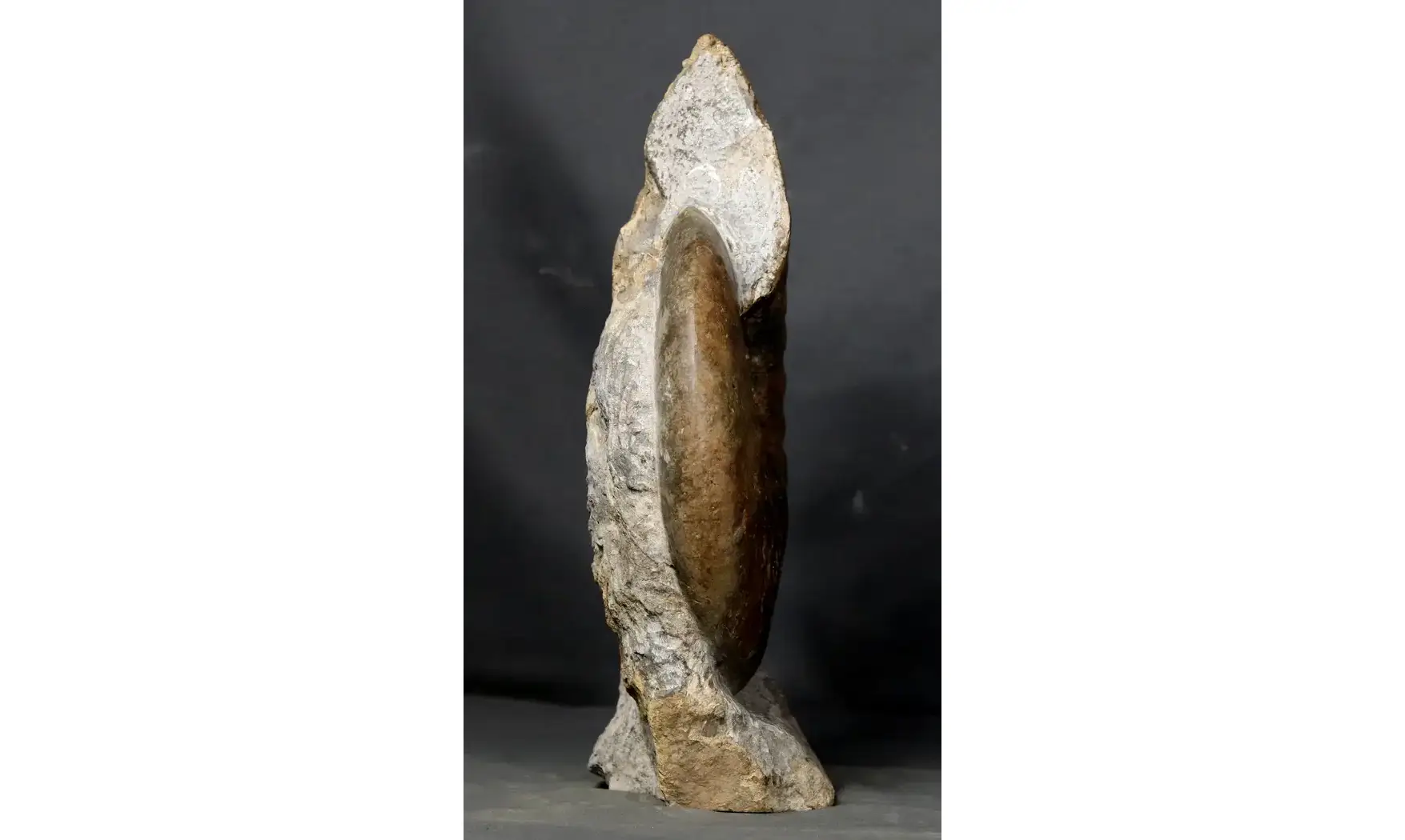 Gleviceras lotharingium