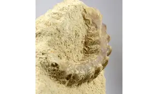 Rastellum carinatum