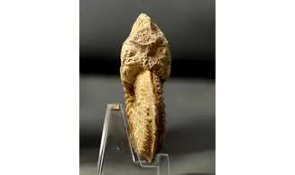 Cardioceras cordatum
