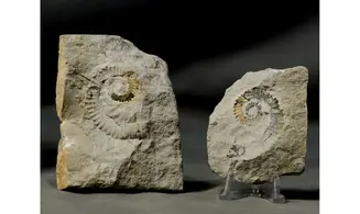 Leptoceras brunneri