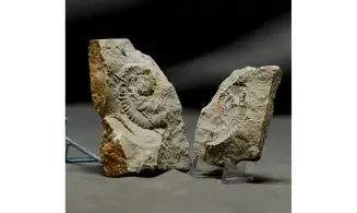 Leptoceras brunneri