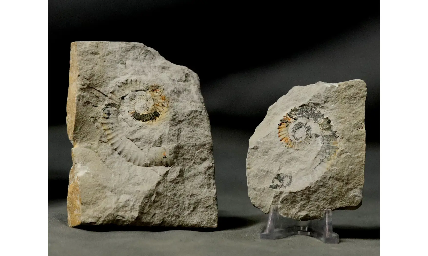 Leptoceras brunneri