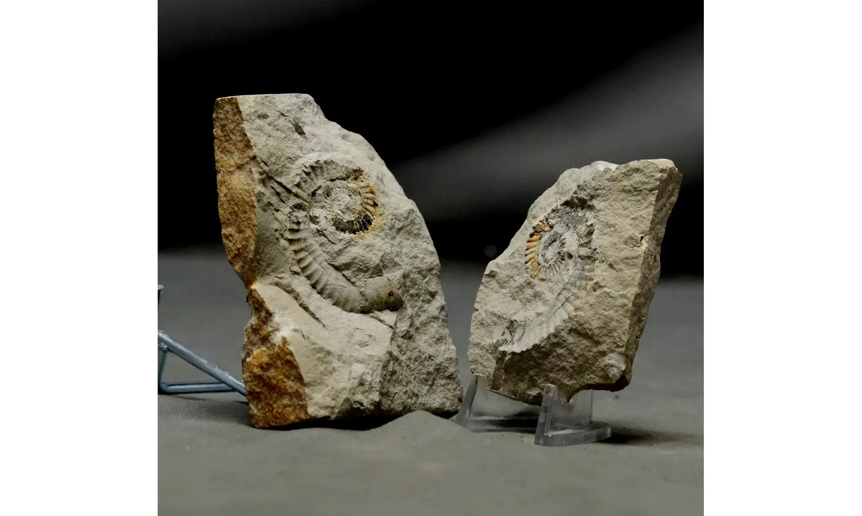 Leptoceras brunneri