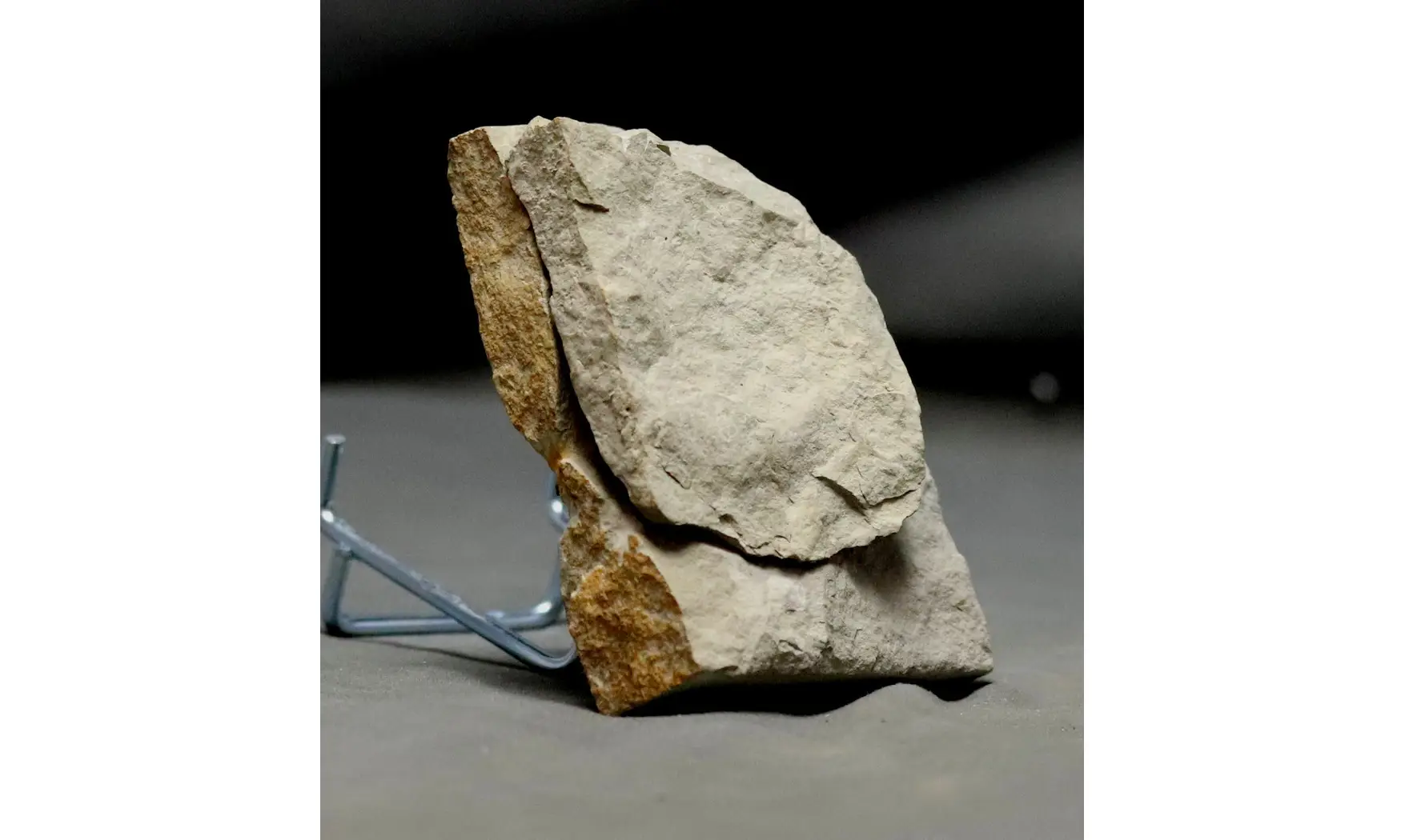 Leptoceras brunneri