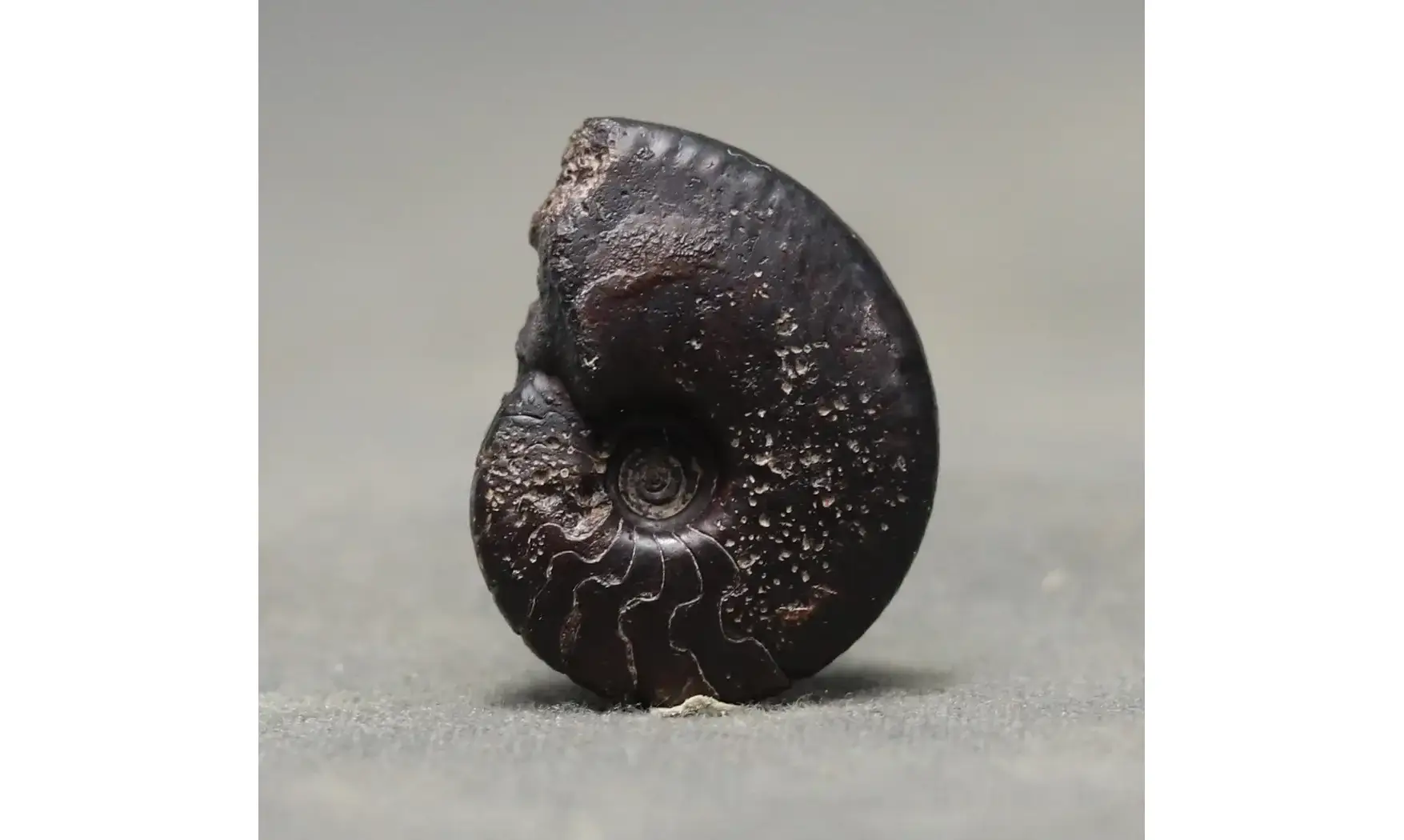 Kosmoclymenia sp.