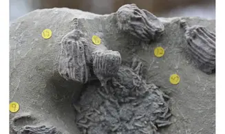 LEPIDOCIDARIS