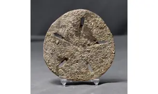 Astriclypeus mannii